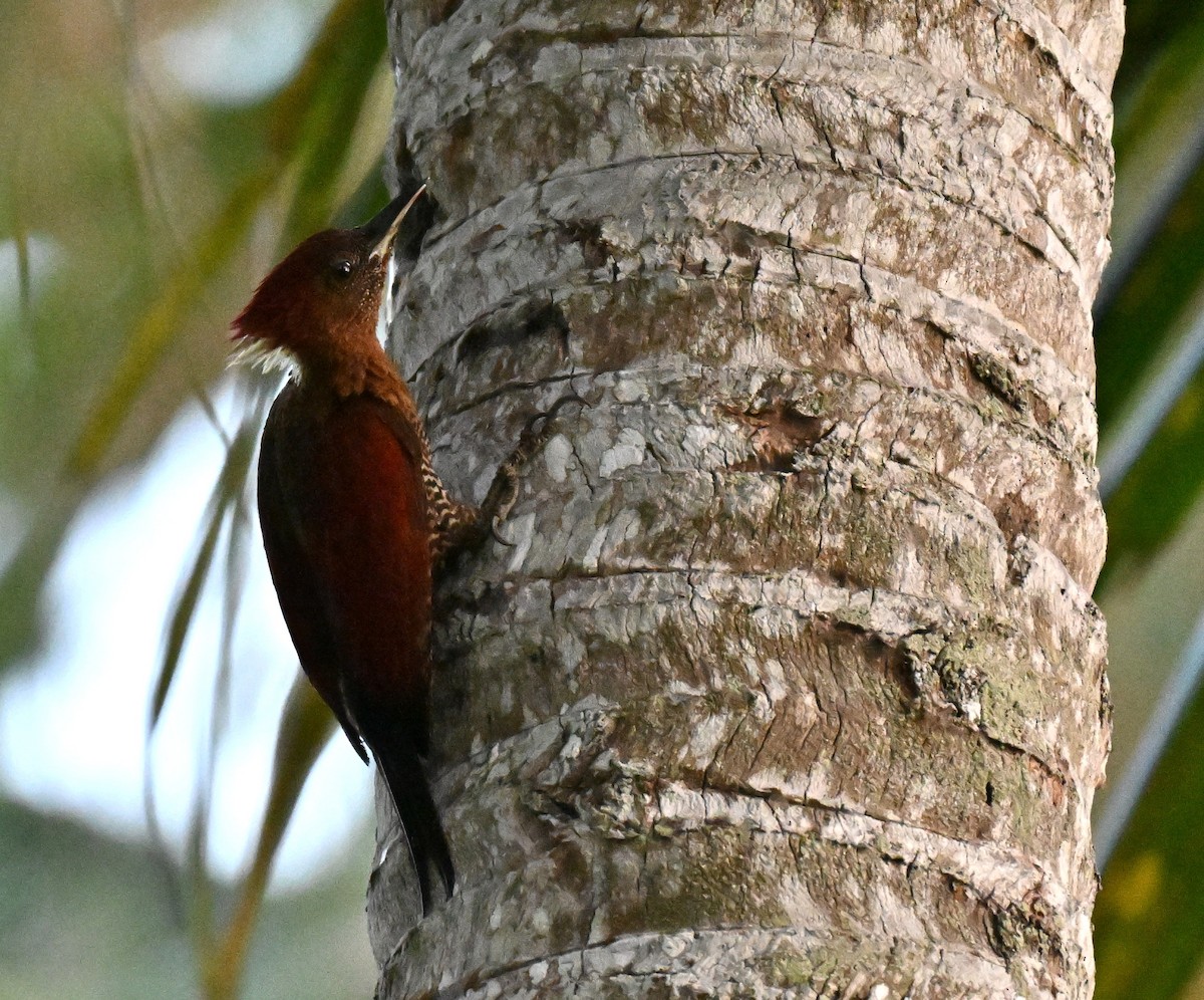 シマベニアオゲラ - ML644460930