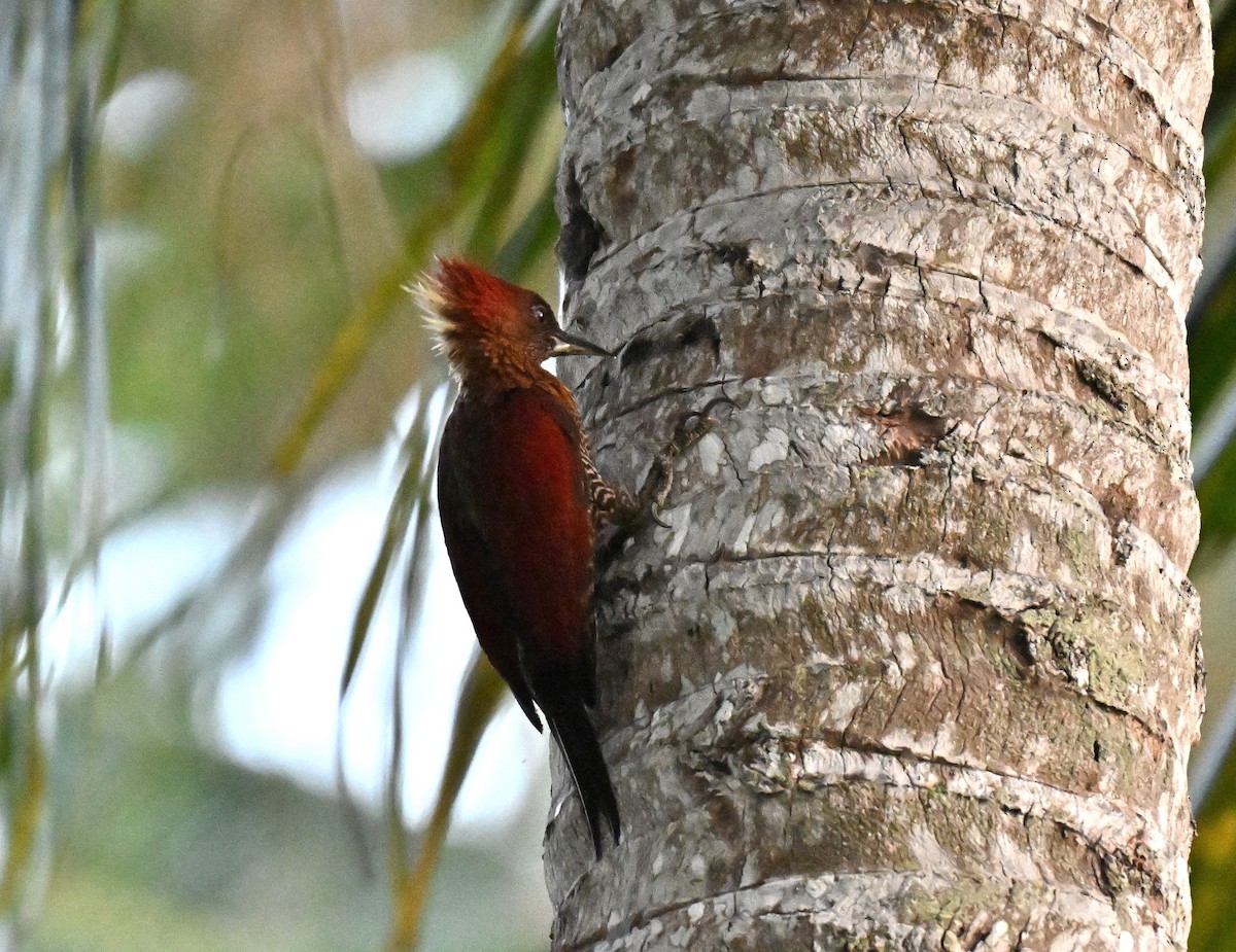 シマベニアオゲラ - ML644460931