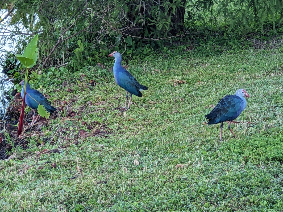 Uroilo urdin burugrisa - ML644460939