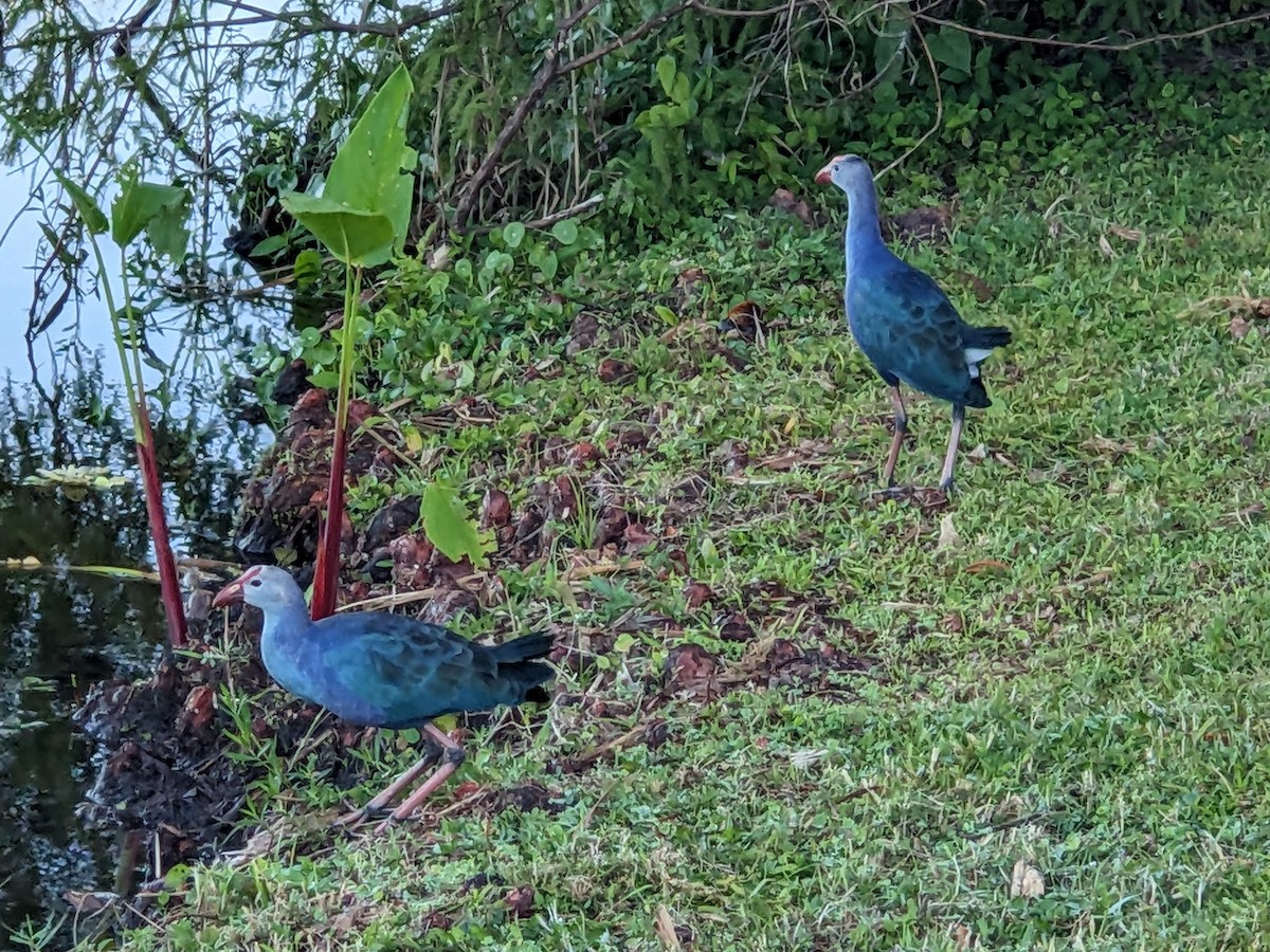 Uroilo urdin burugrisa - ML644460940