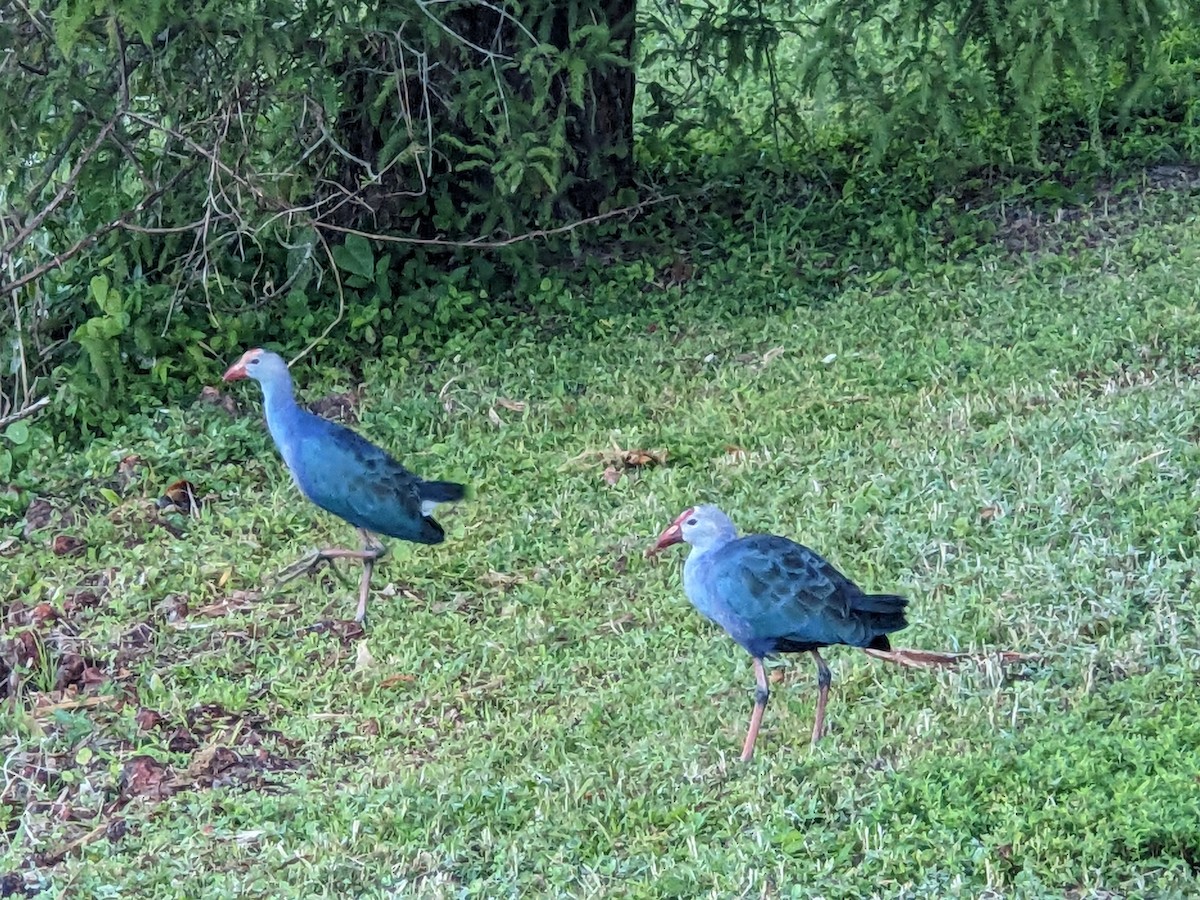 Uroilo urdin burugrisa - ML644460942