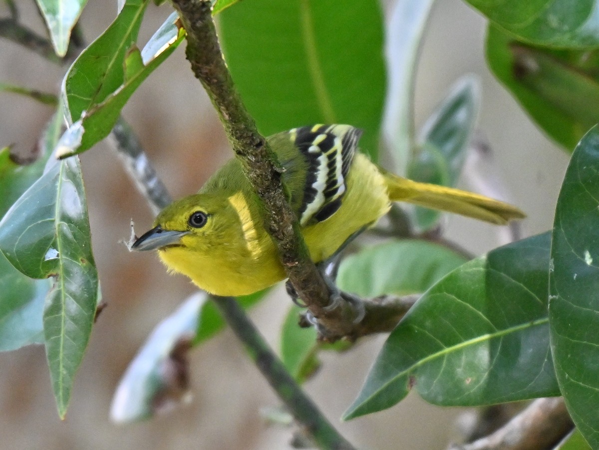 ヒメコノハドリ - ML644460944