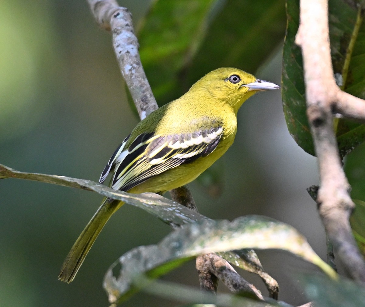 ヒメコノハドリ - ML644460945