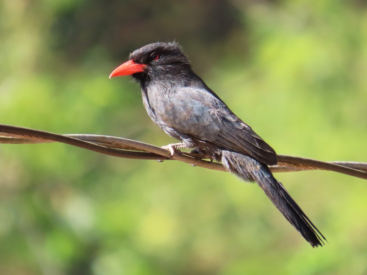 Black-fronted Nunbird - ML644460950