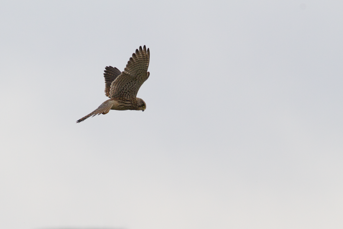 tårnfalk - ML644460963