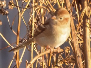 Field Sparrow - ML644460968