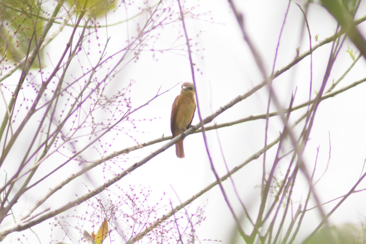 Каштановый бекард - ML644460975