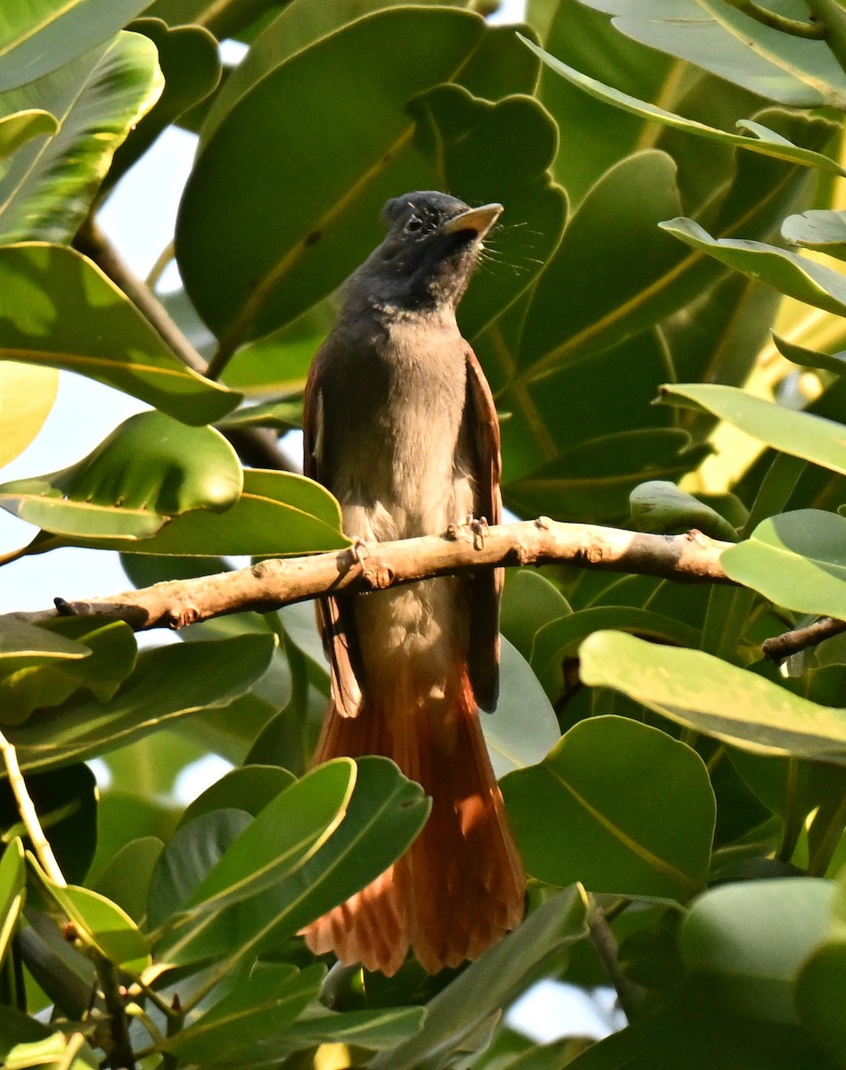 アムールサンコウチョウ - ML644460989