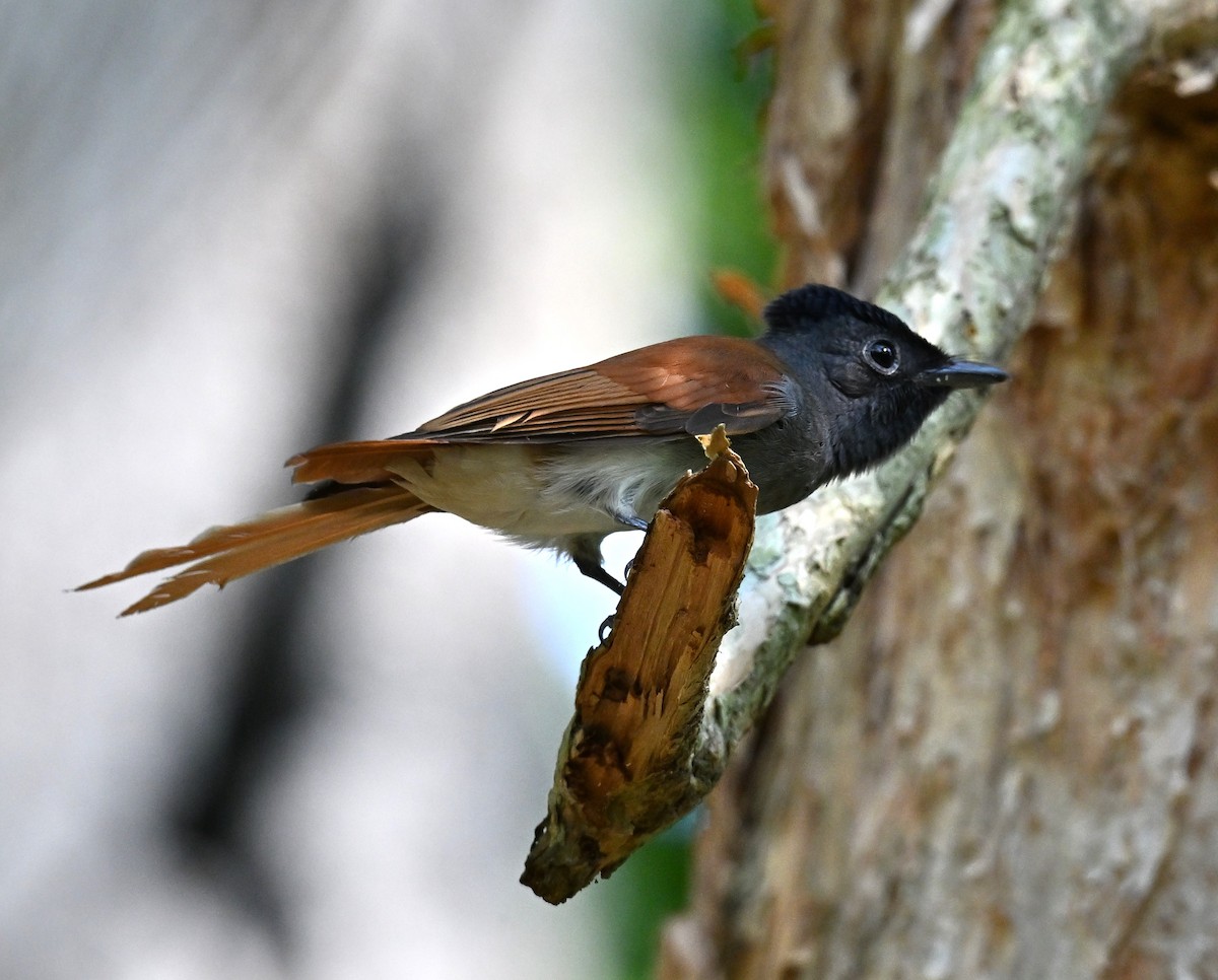 アムールサンコウチョウ - ML644460990