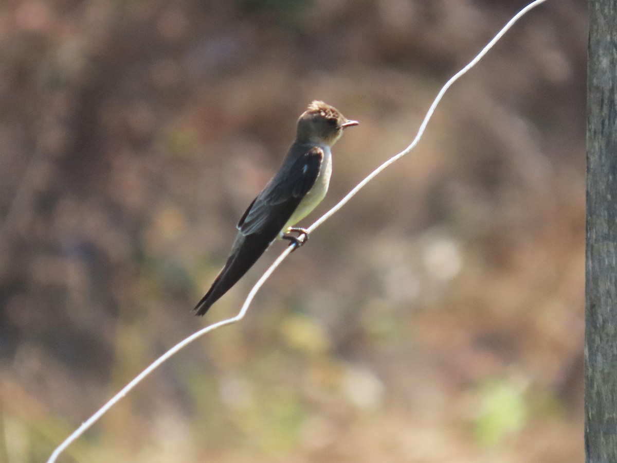 Southern Rough-winged Swallow - ML644460991