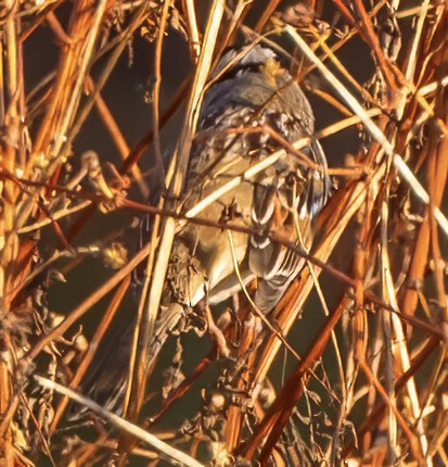 strnadec bělopásý - ML644460997