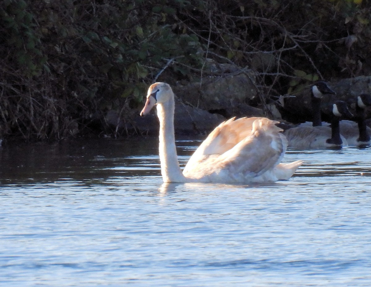 Mute Swan - ML644461002