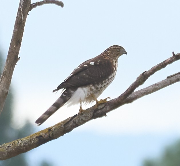 krahujec americký - ML644461003