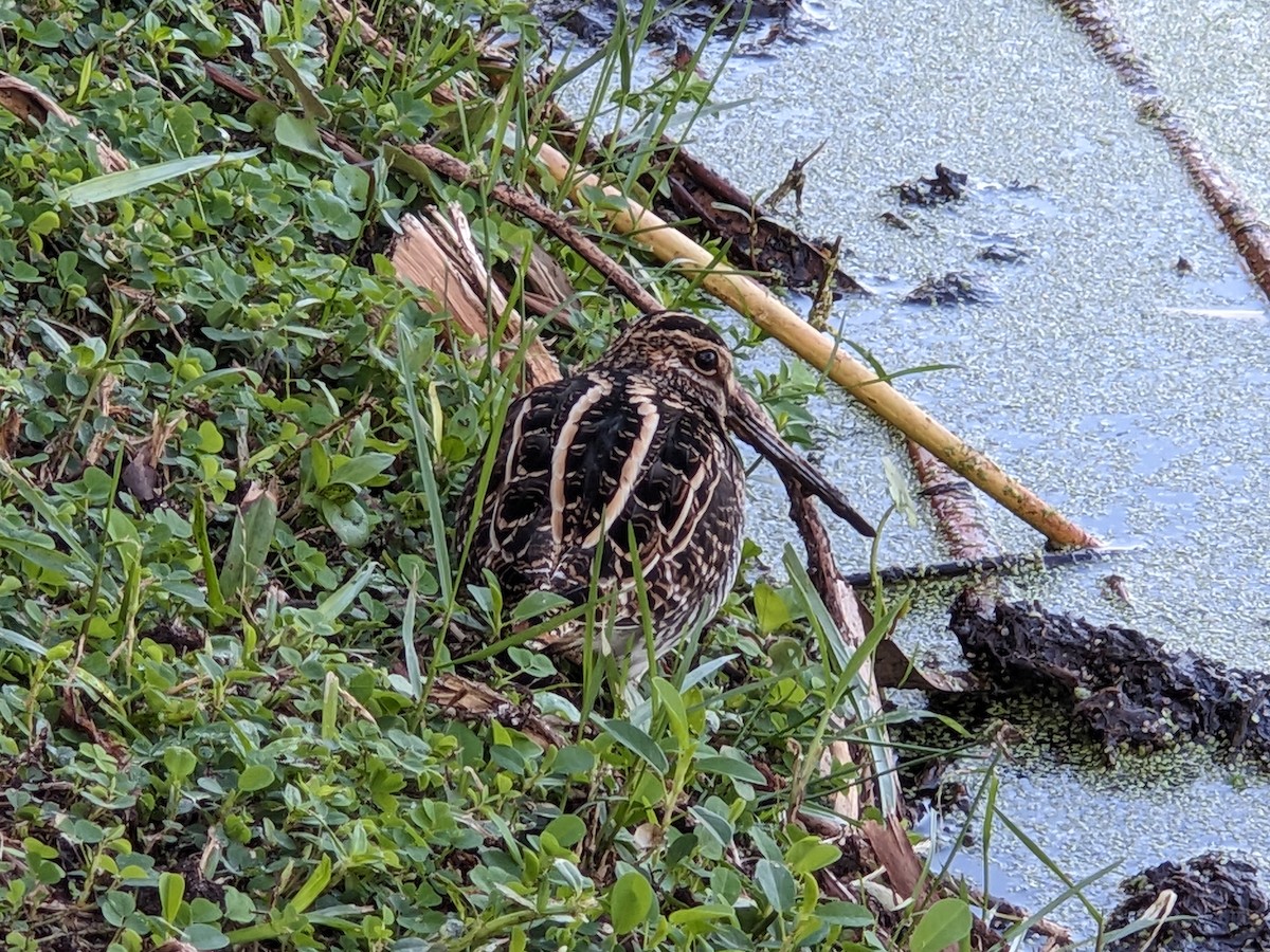 Wilson's Snipe - ML644461005