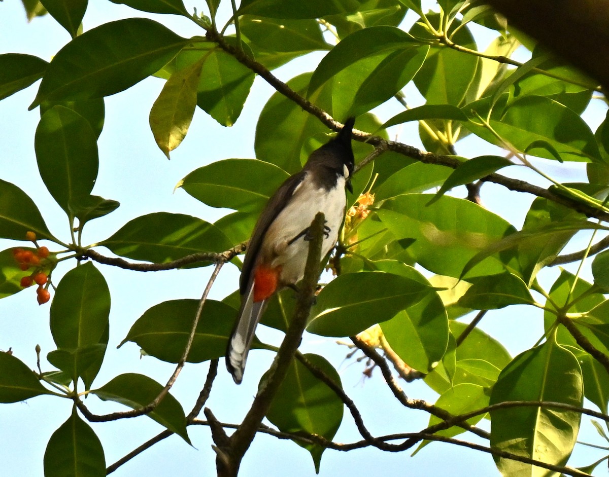 コウラウン - ML644461007