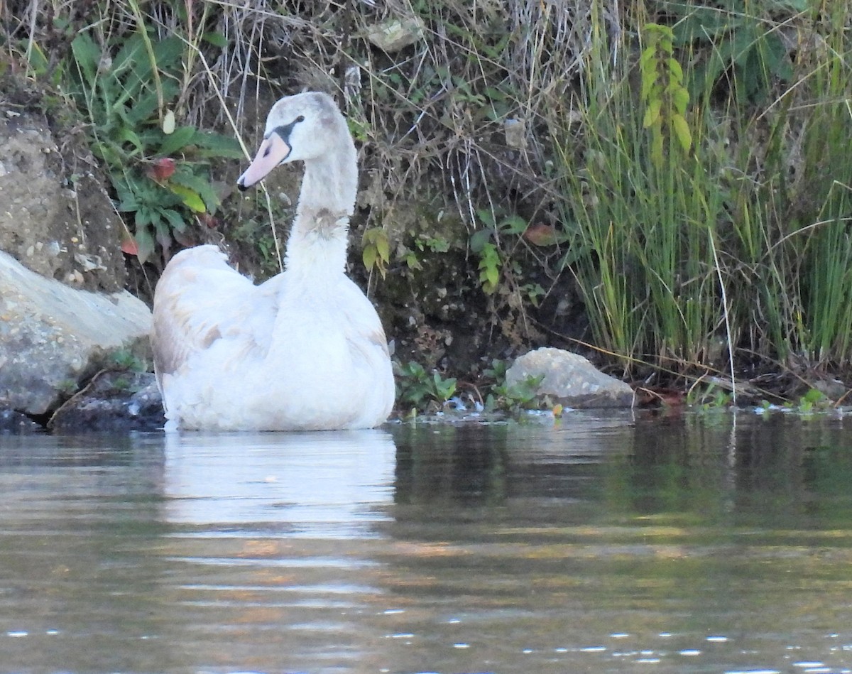 Mute Swan - ML644461011