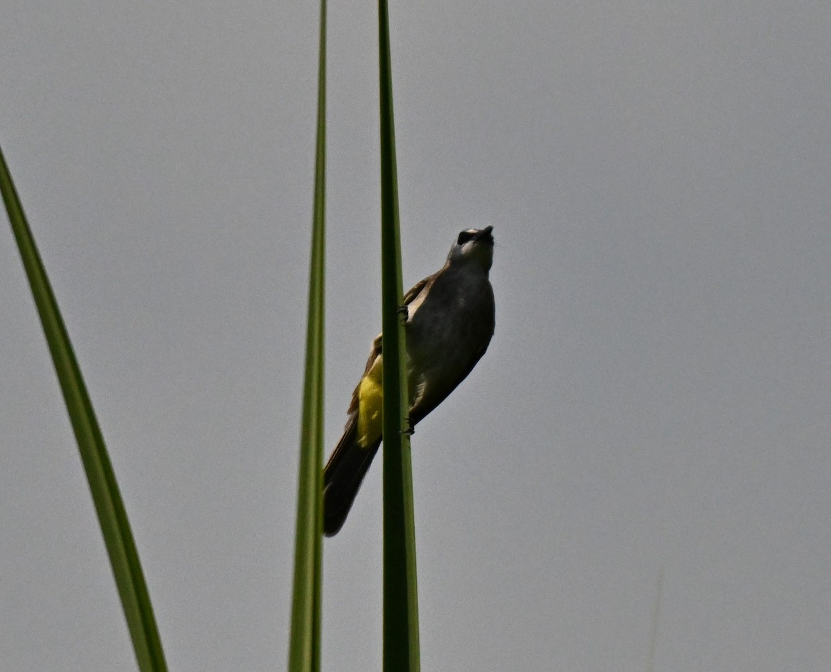 メグロヒヨドリ - ML644461020