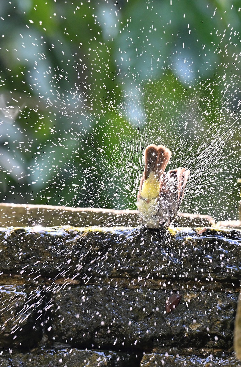 メグロヒヨドリ - ML644461021