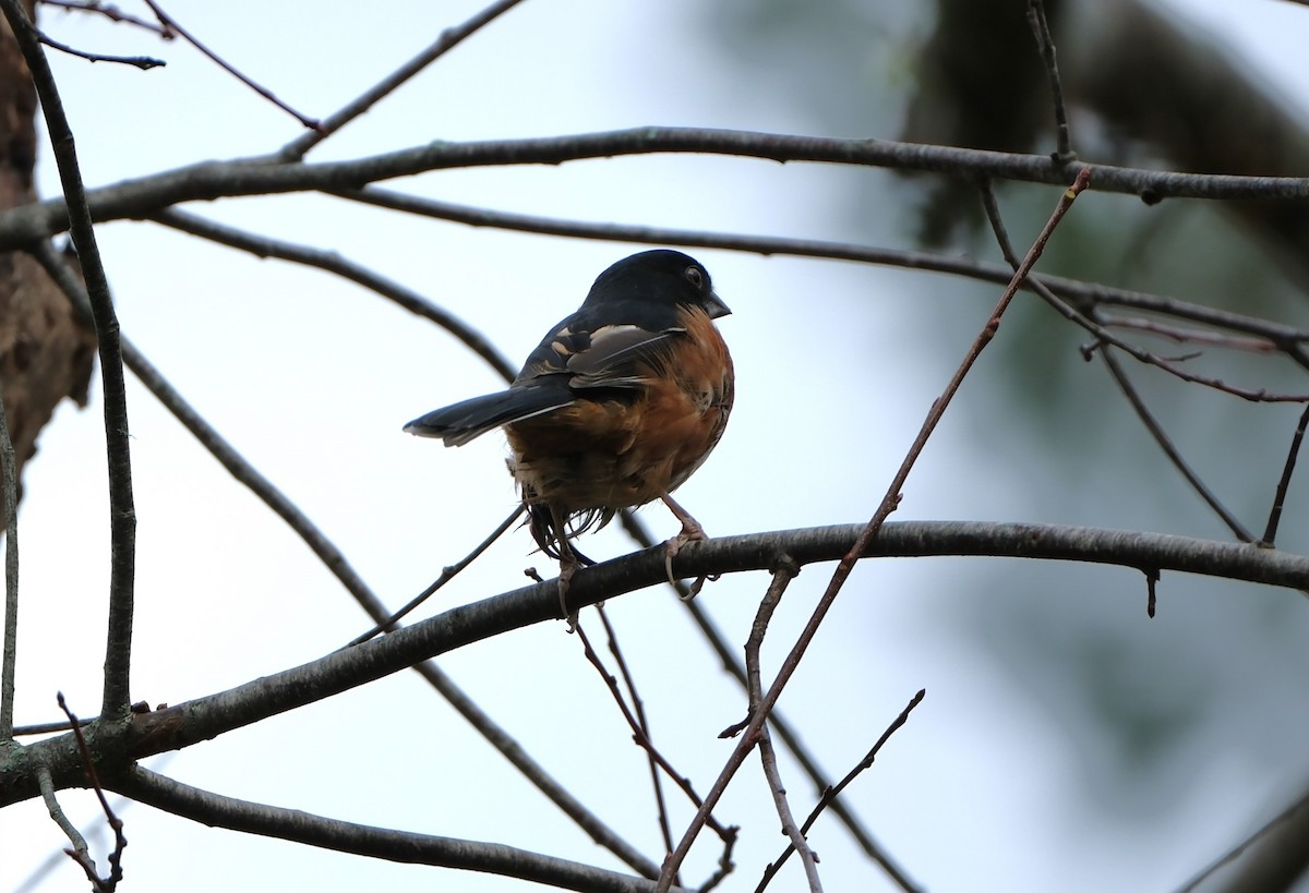 Toquí Flanquirrufo - ML644461022