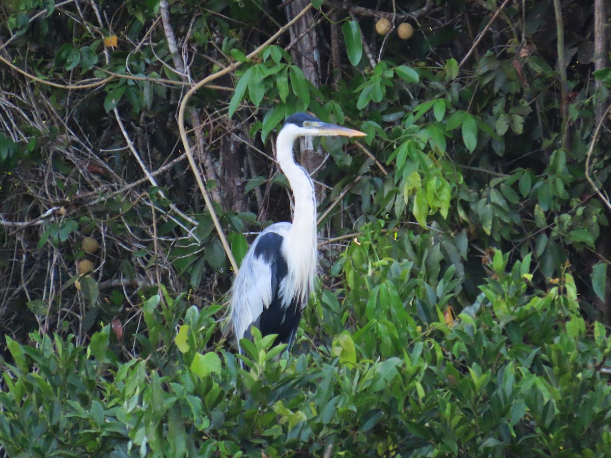 Cocoi Heron - ML644461029