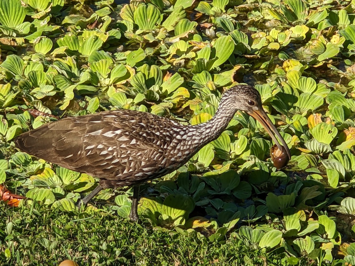 Limpkin - ML644461031