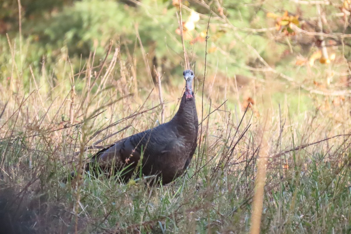 Индейка - ML644461033