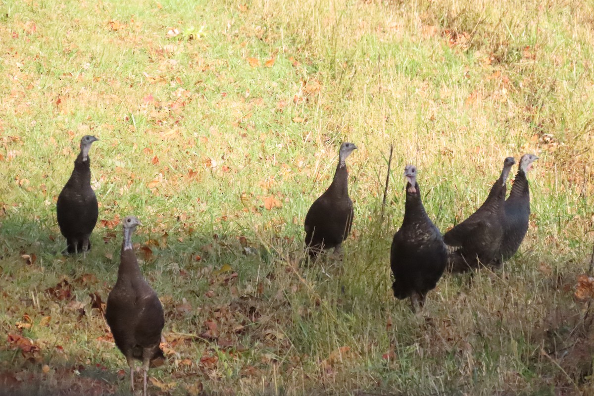 Индейка - ML644461038