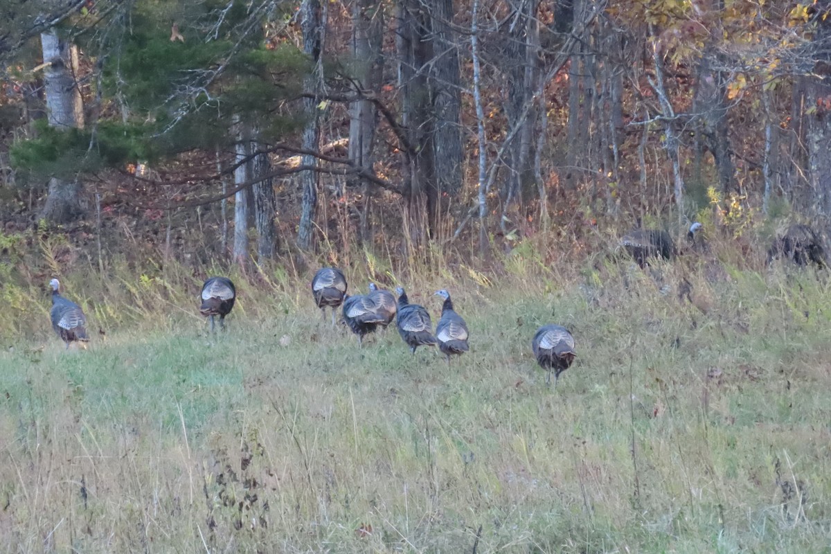 Индейка - ML644461039