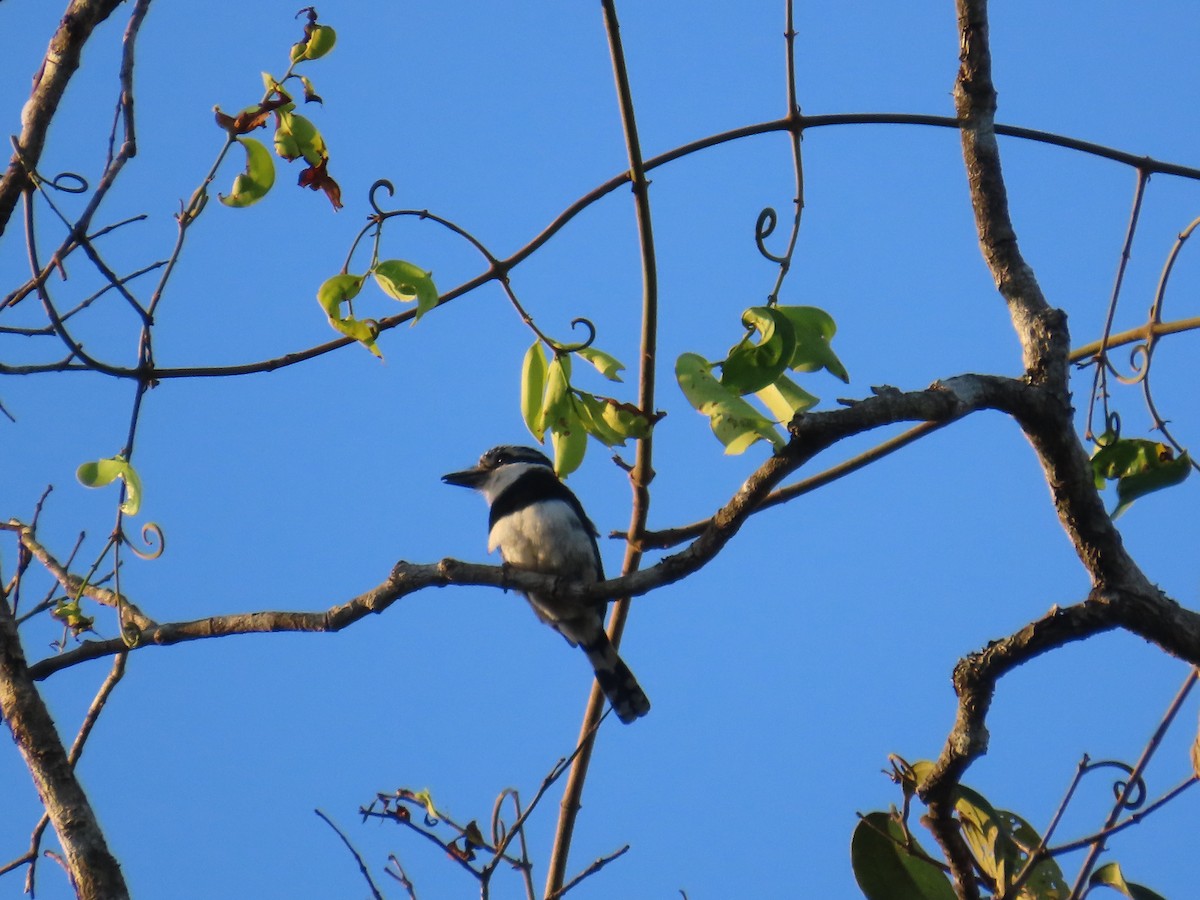 Pied Puffbird - ML644461041