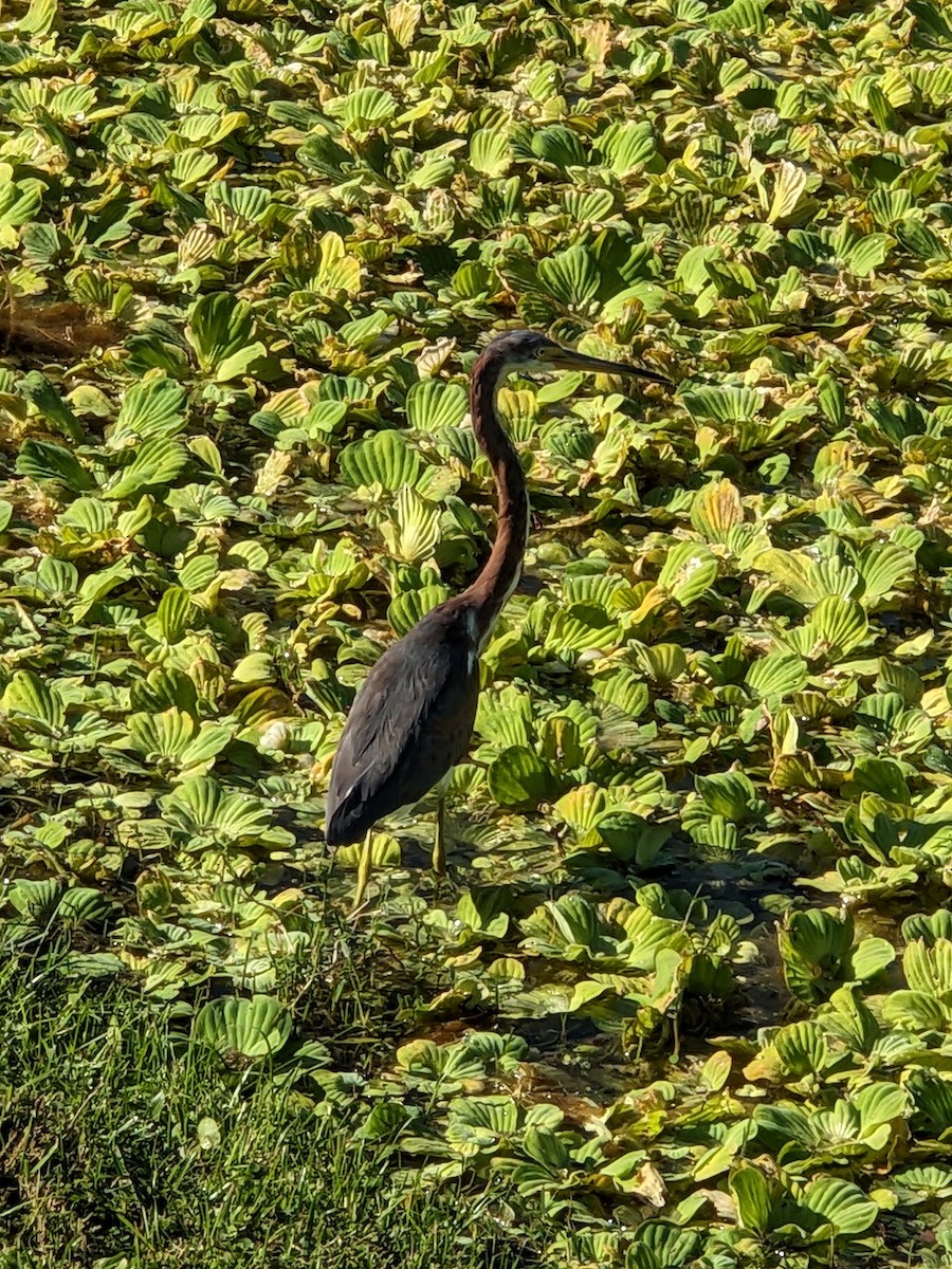 Tricolored Heron - ML644461043