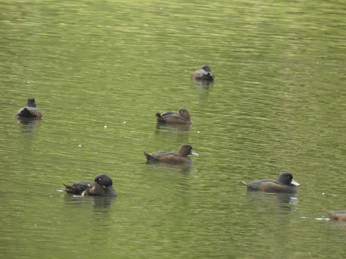 Yeni Zelanda Patkası - ML644461047