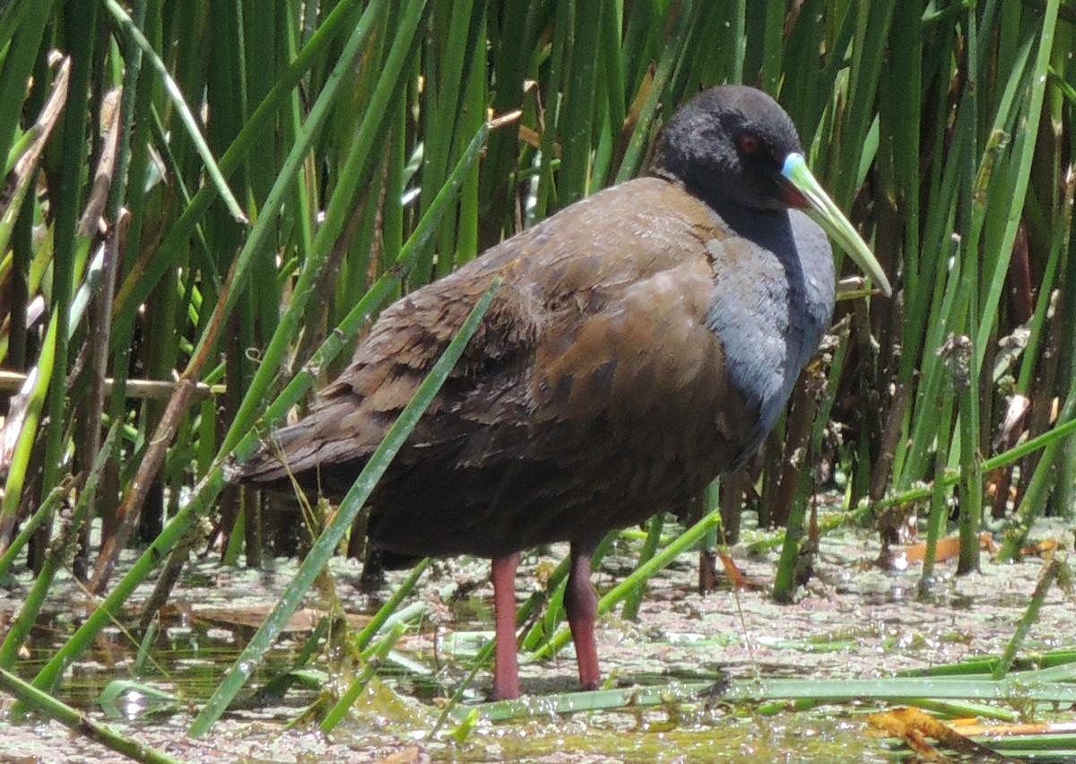 Plumbeous Rail - ML644461048