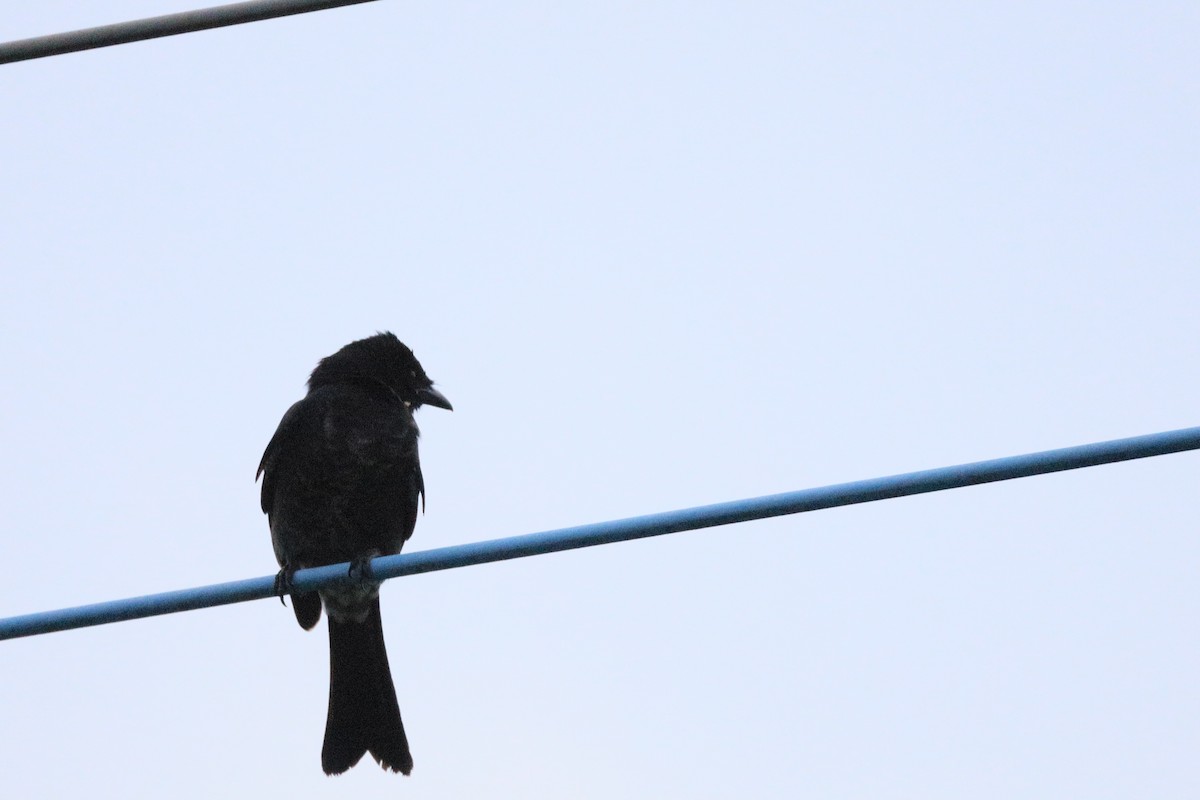 Black Drongo - ML644461055