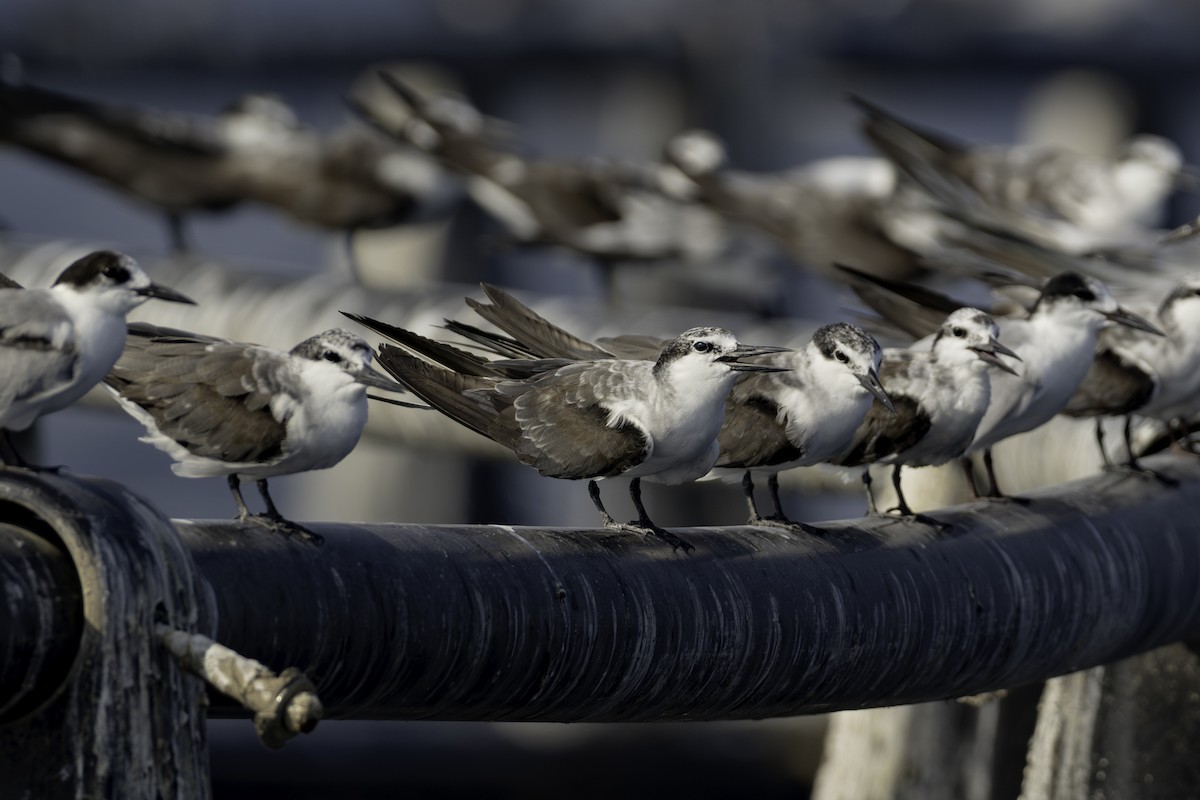 Bridled Tern - ML644461057
