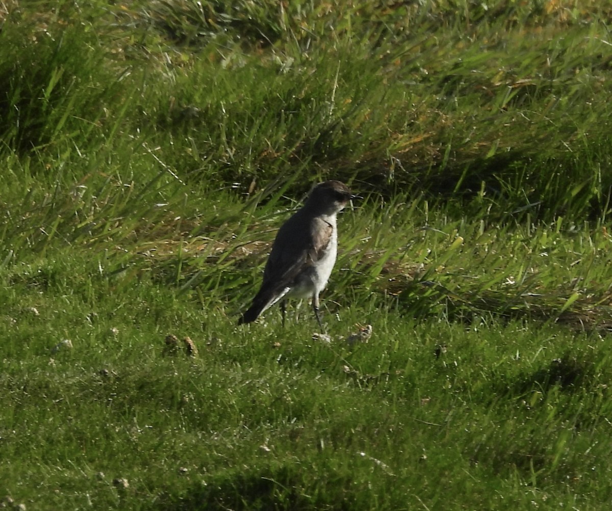 Dormilona Carinegra - ML644461065