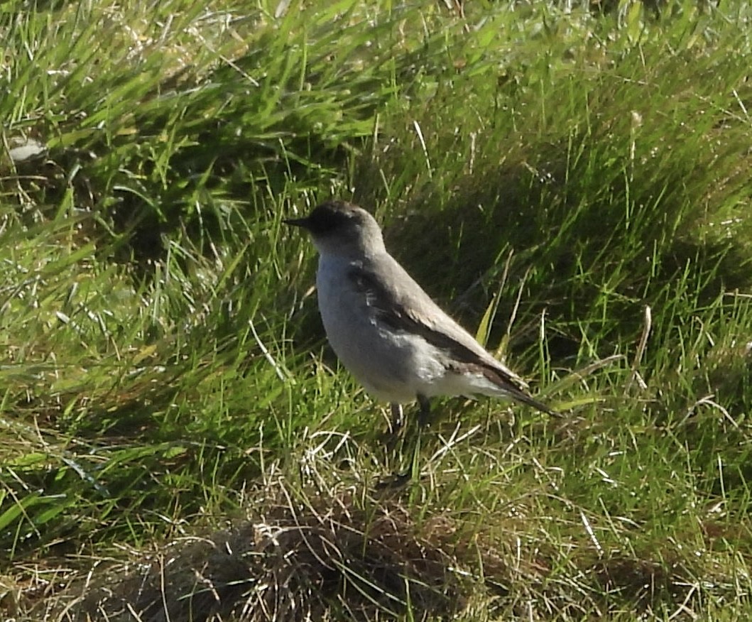 Dormilona Carinegra - ML644461066