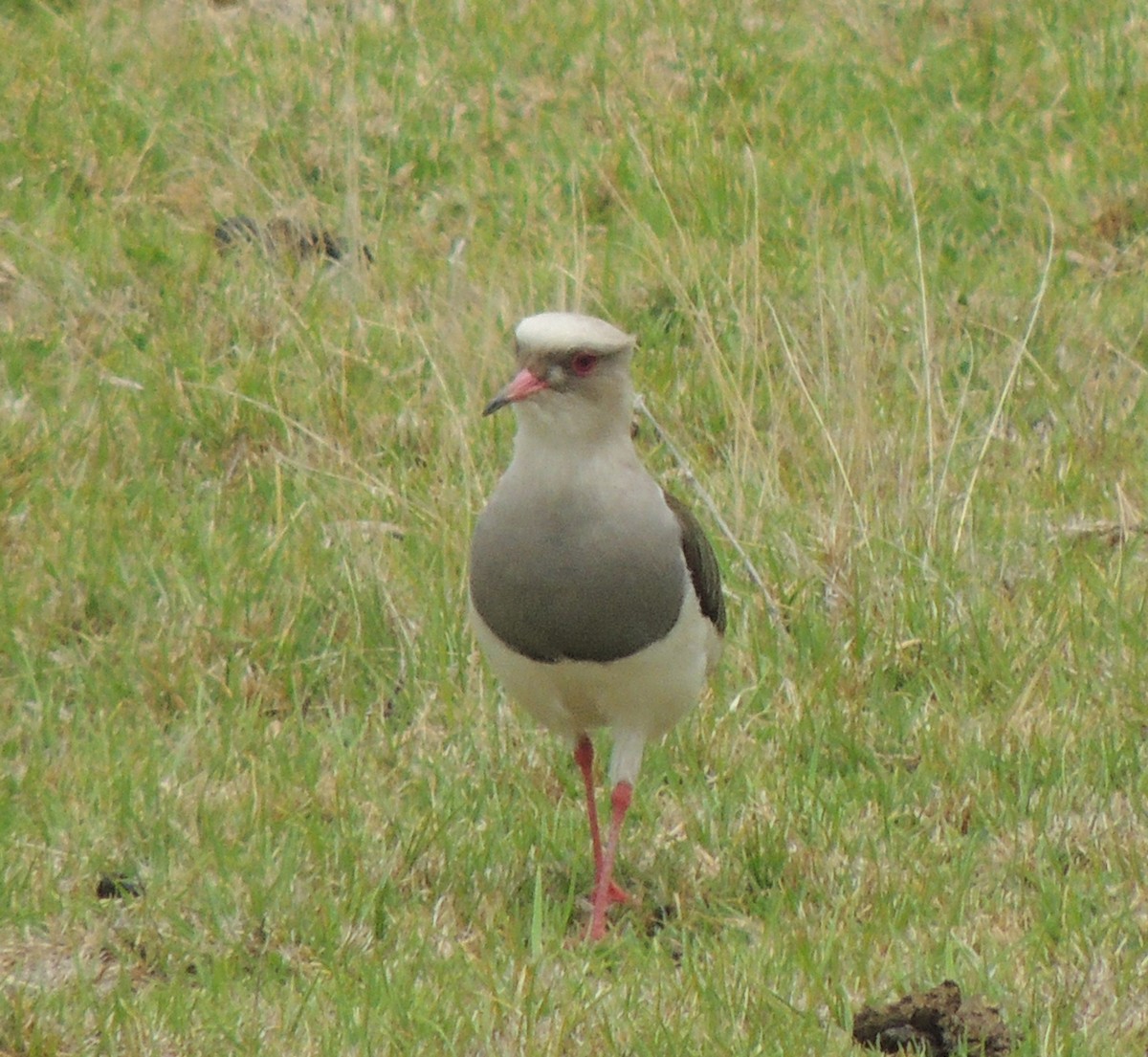 Andean Lapwing - ML644461068