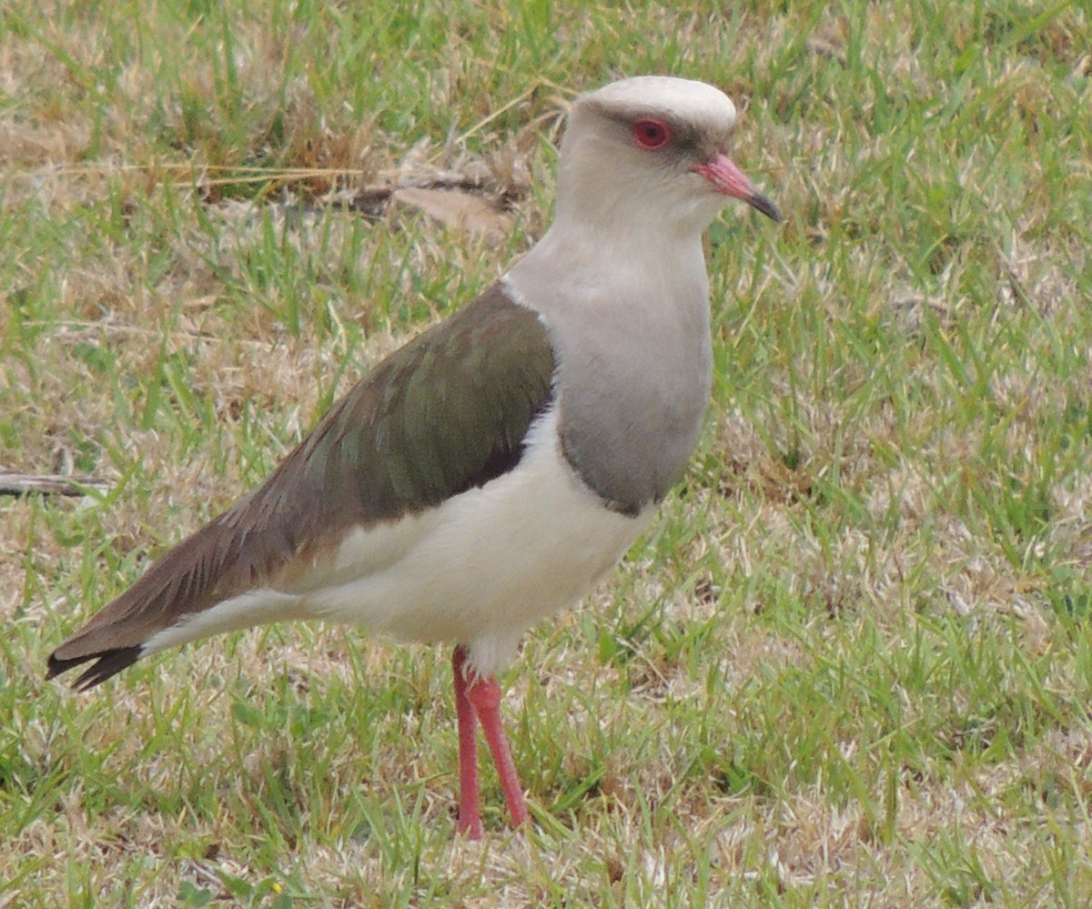 Andean Lapwing - ML644461069