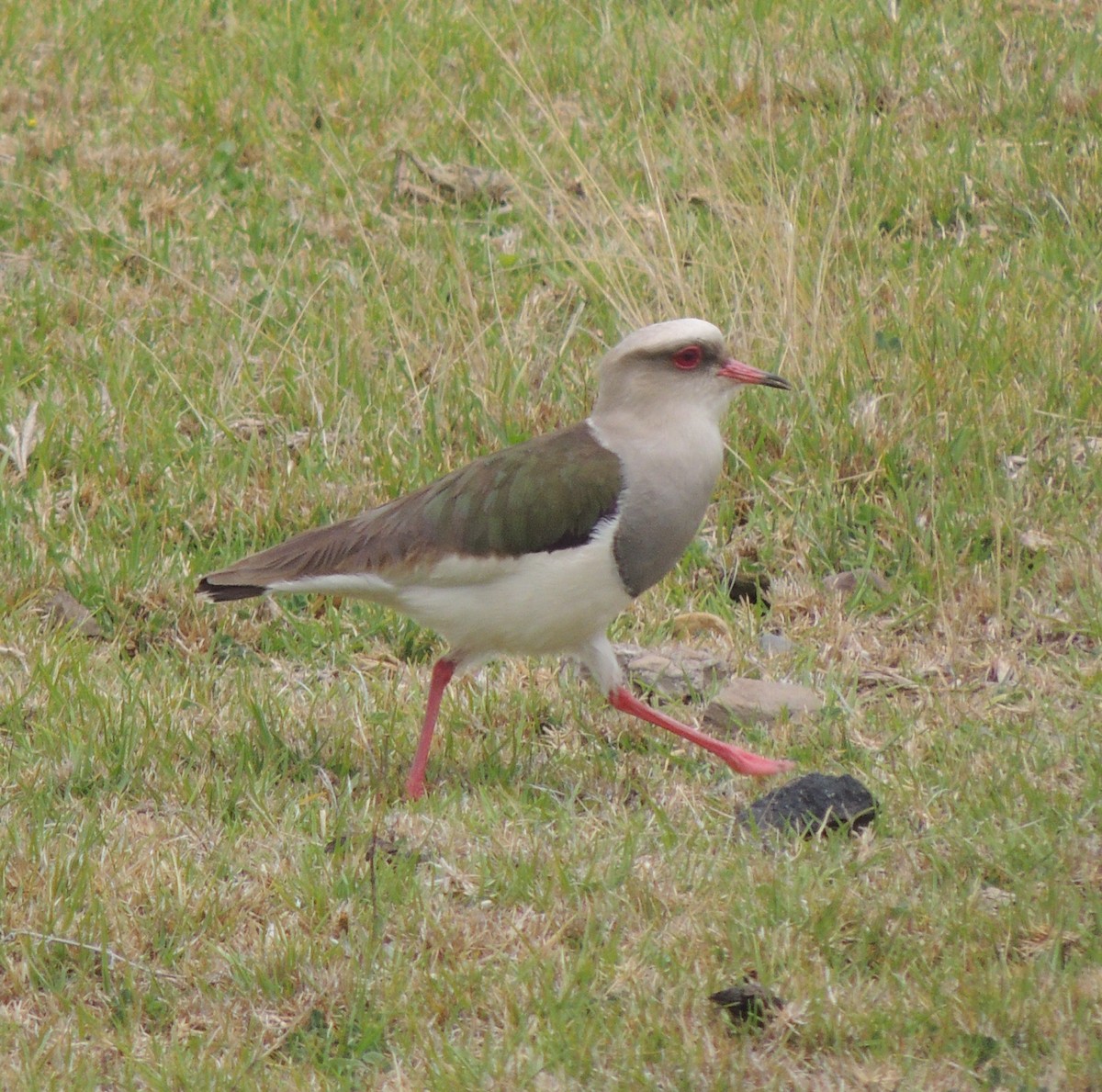 Andean Lapwing - ML644461070