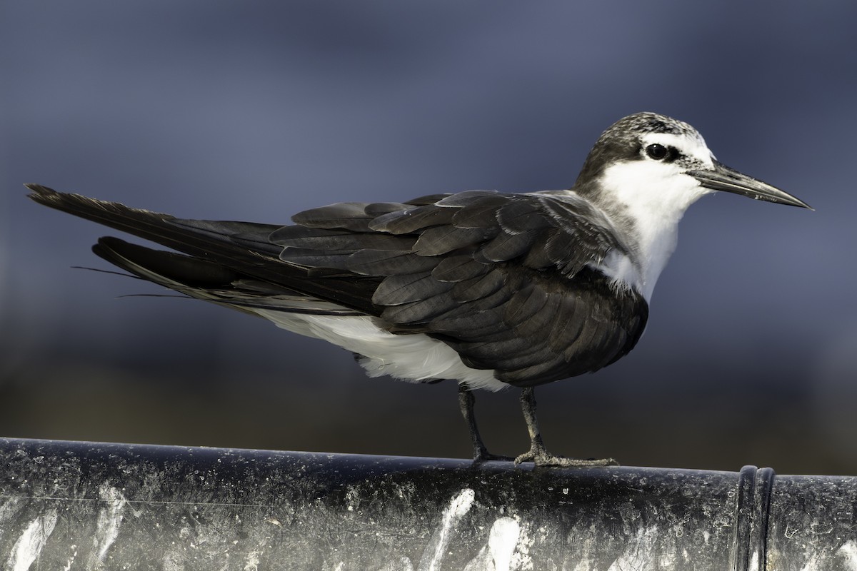 Bridled Tern - ML644461085