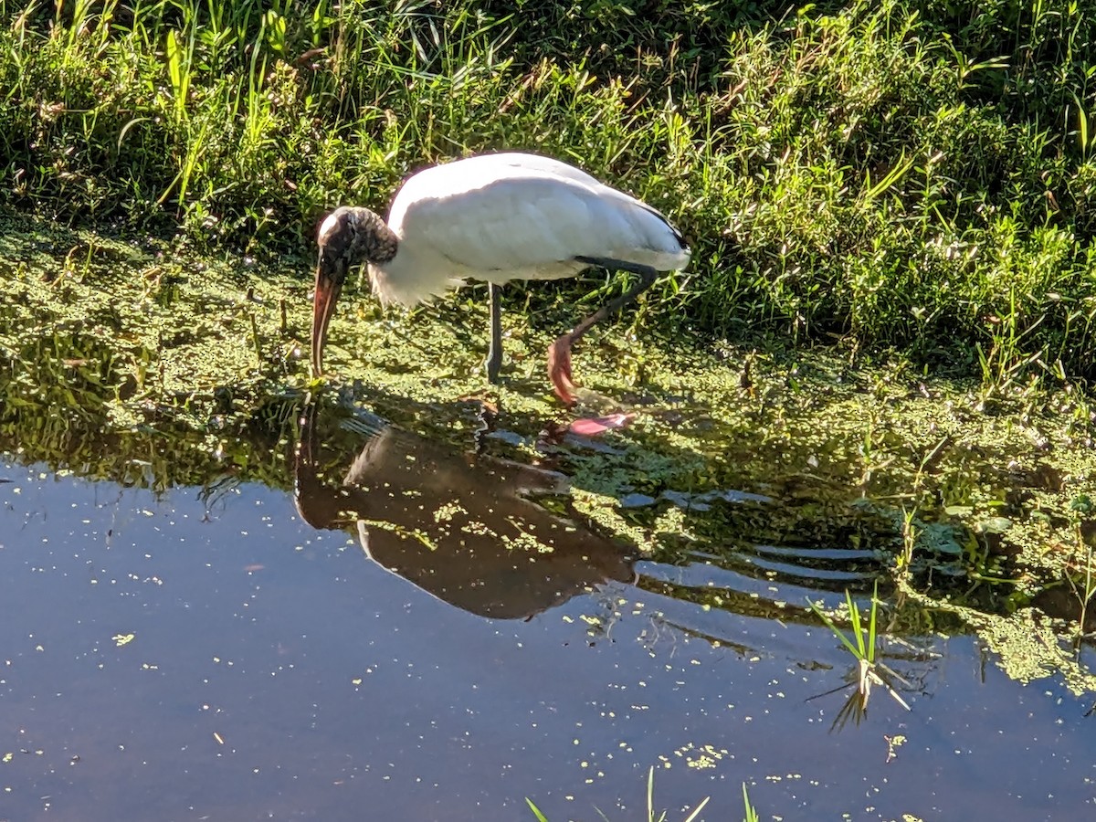 Wood Stork - ML644461086