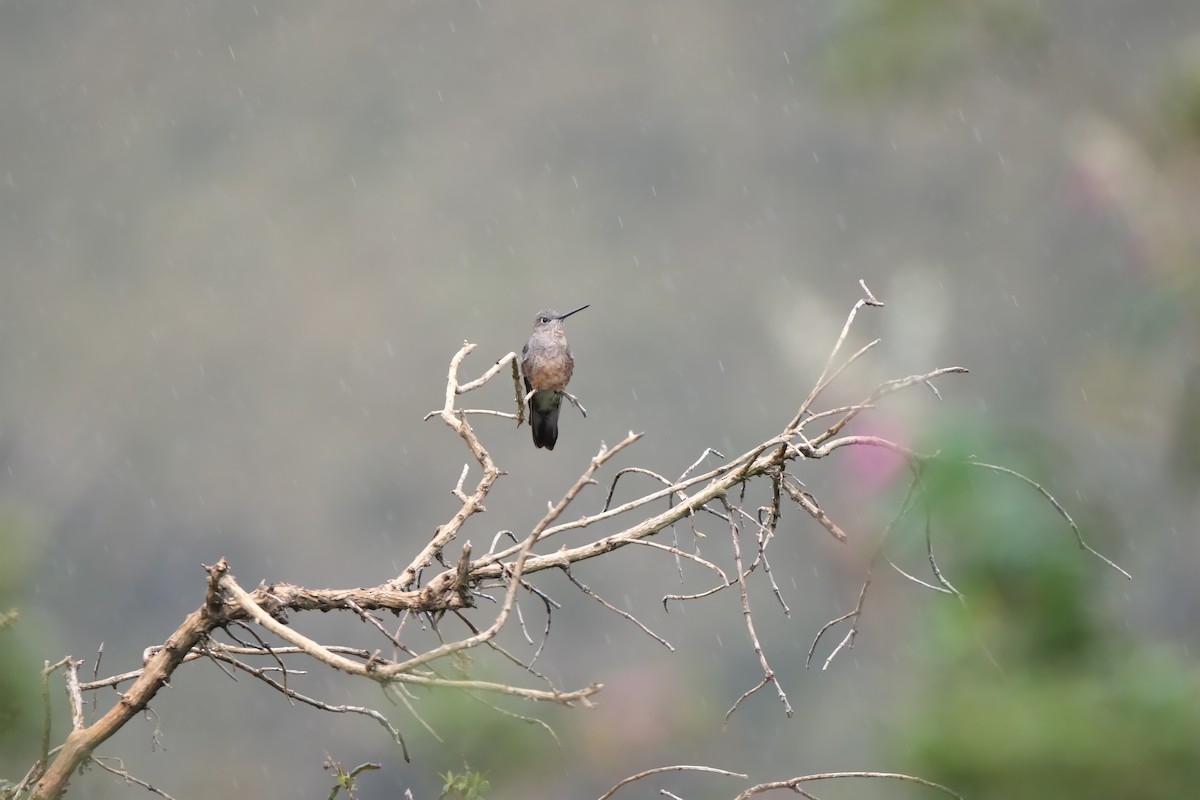 Giant Hummingbird - ML644461091