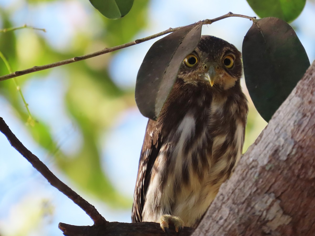 Ferruginous Pygmy-Owl - ML644461102