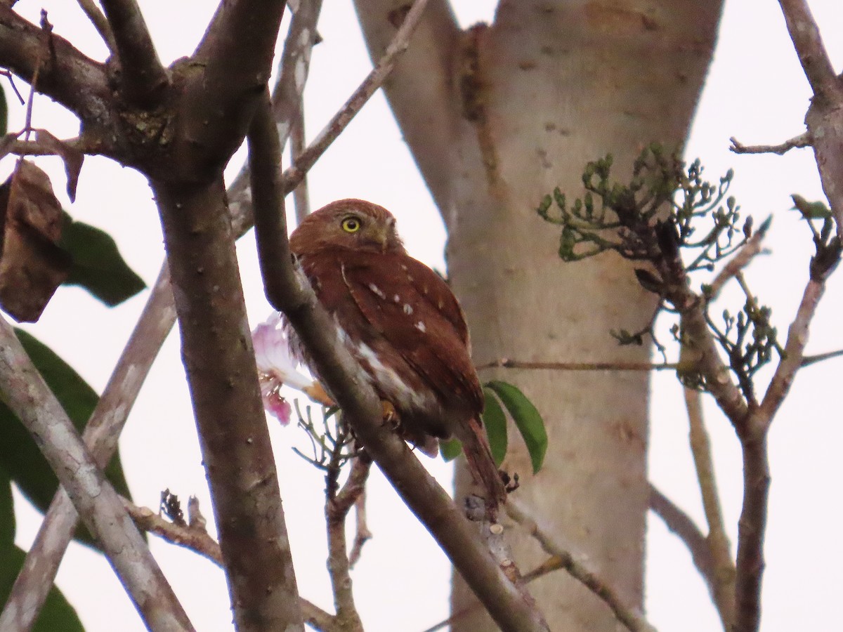 Ferruginous Pygmy-Owl - ML644461104