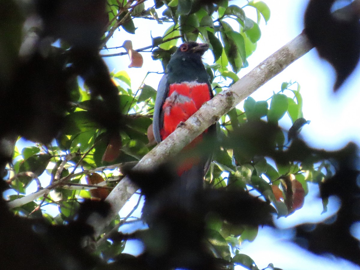 Black-tailed Trogon - ML644461108