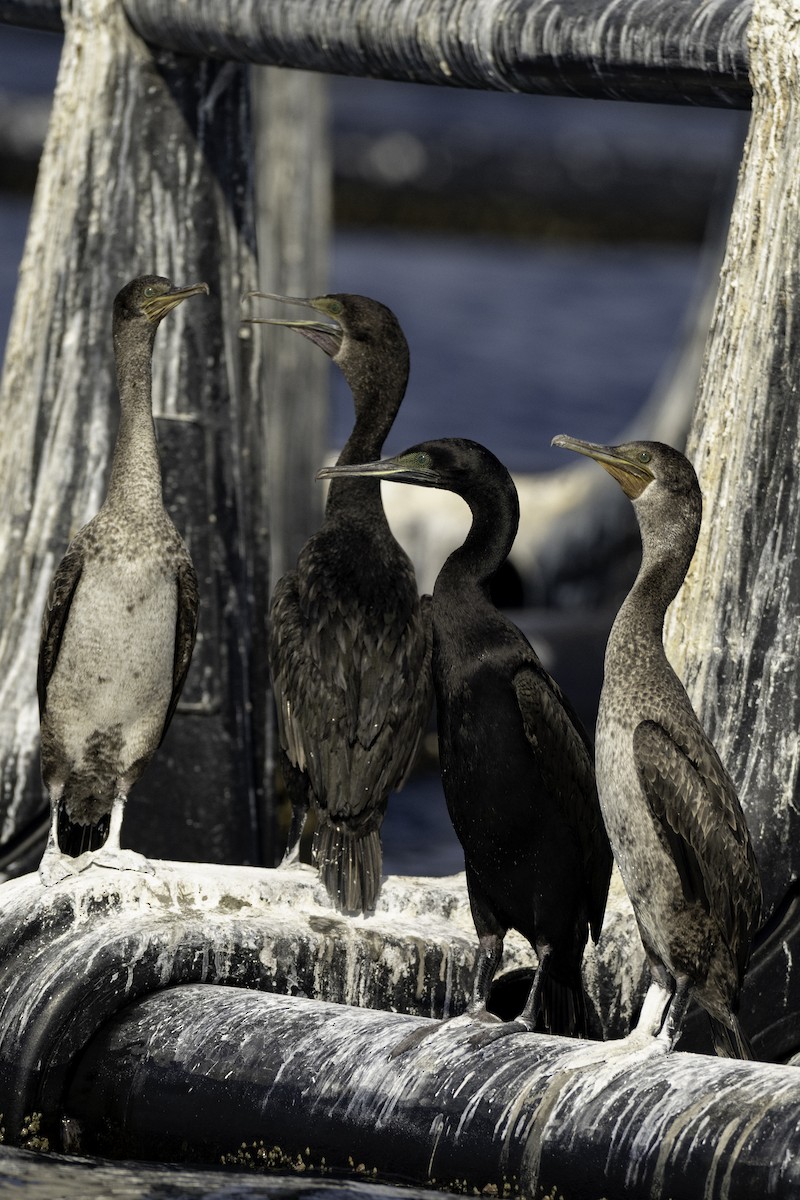 Socotra Cormorant - ML644461112