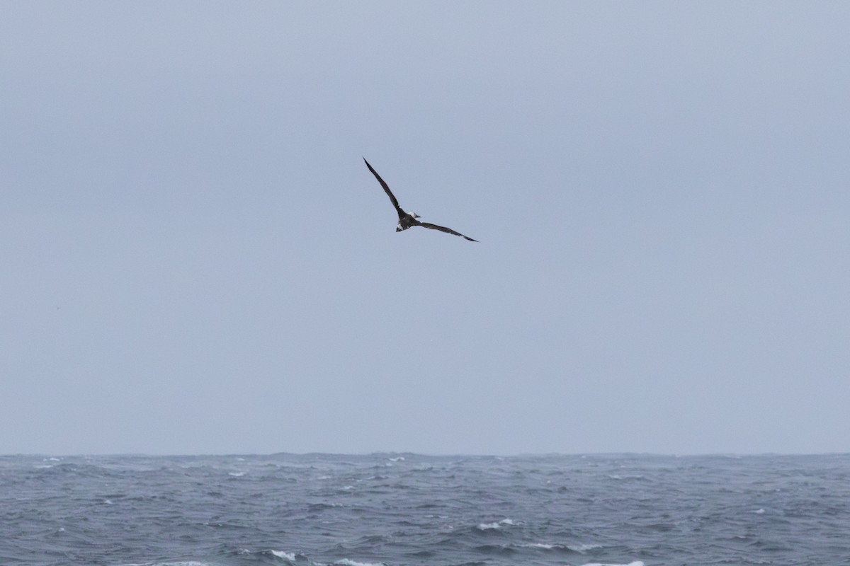 Alcatraz Atlántico - ML644461113