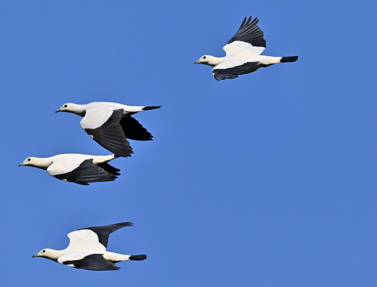 ソデグロバト - ML644461119