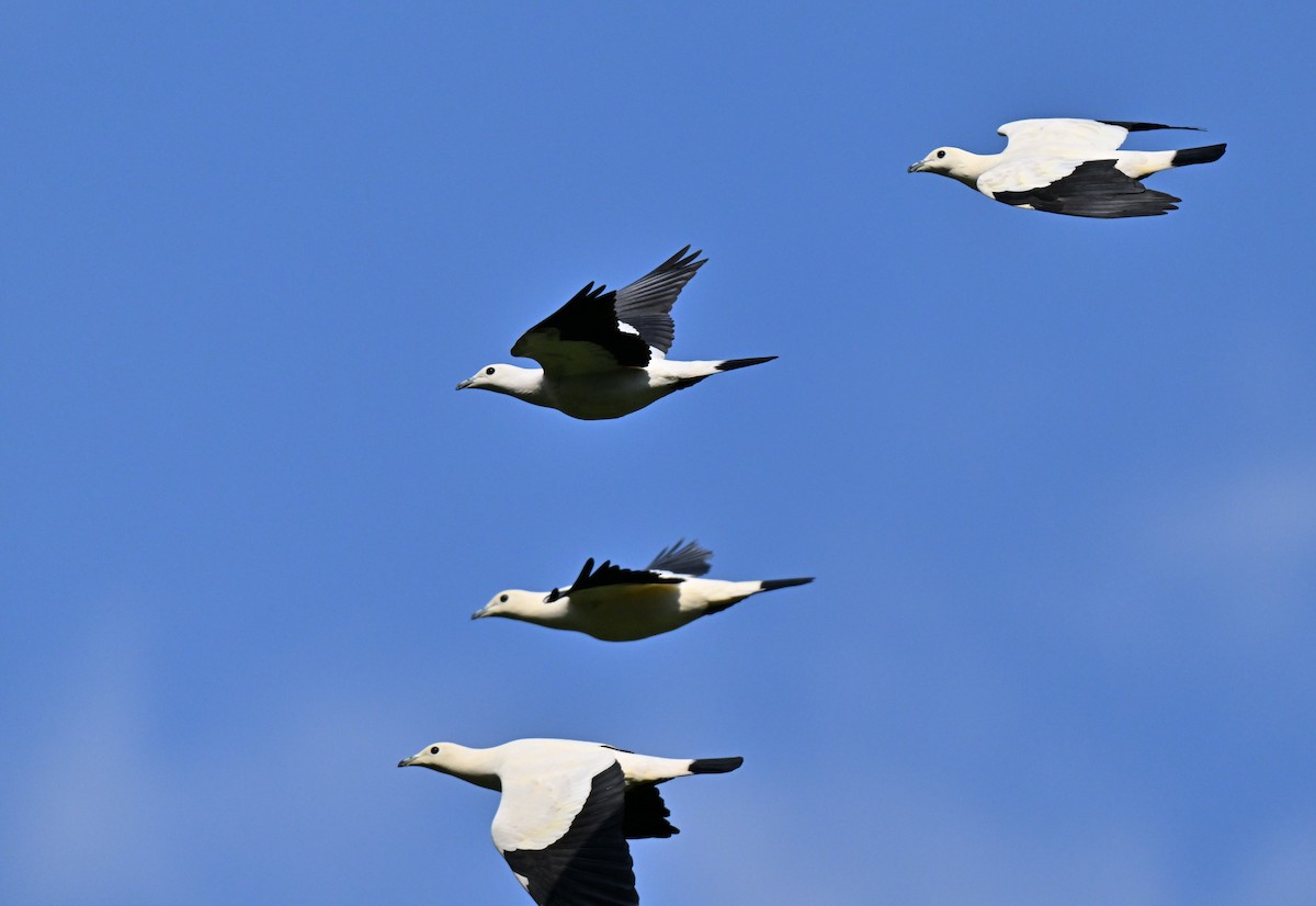 ソデグロバト - ML644461120