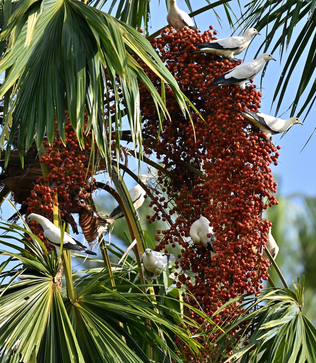 ソデグロバト - ML644461121